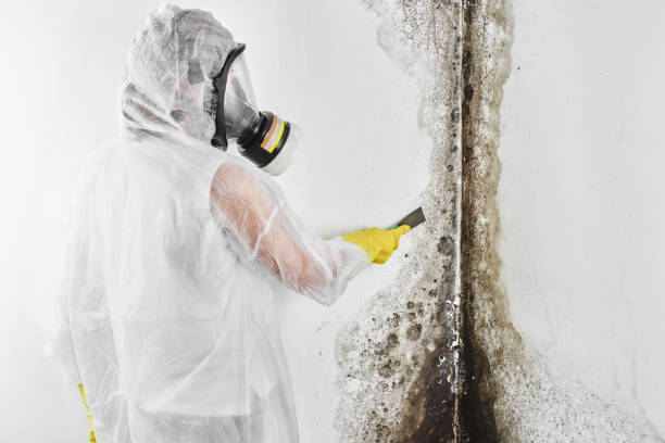 Best Professional Mold Removal  in Diboll, TX