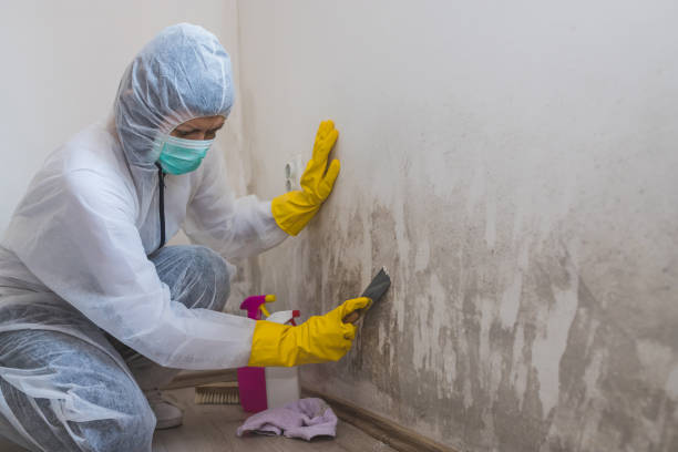 Best Mold Testing  in Diboll, TX