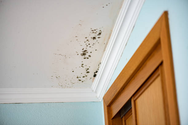 Best Toxic Mold Removal  in Diboll, TX