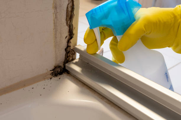 Best Mold Testing  in Diboll, TX