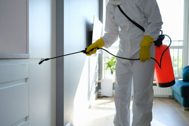 Best Office Mold Removal Services  in Diboll, TX