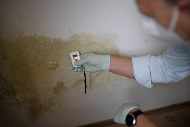 Best Certified Mold Removal  in Diboll, TX