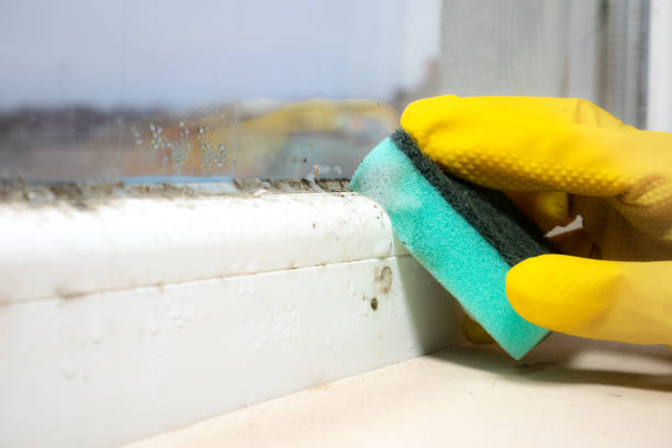 Best Fast Mold Removal  in Diboll, TX