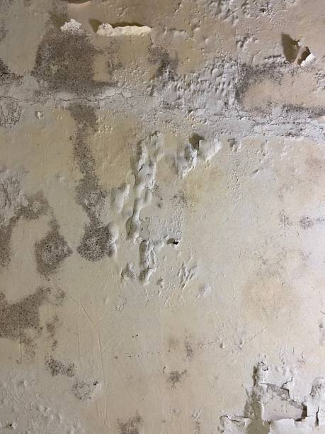 Best Office Mold Removal Services  in Diboll, TX