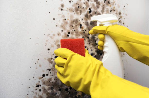 Best Emergency Mold Removal  in Diboll, TX