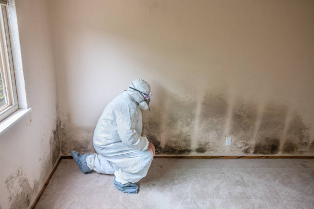 Home Mold Removal in Diboll, TX